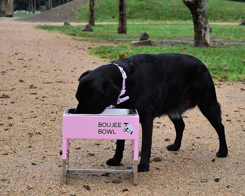BOUJEE BOWL For Big Dogs
