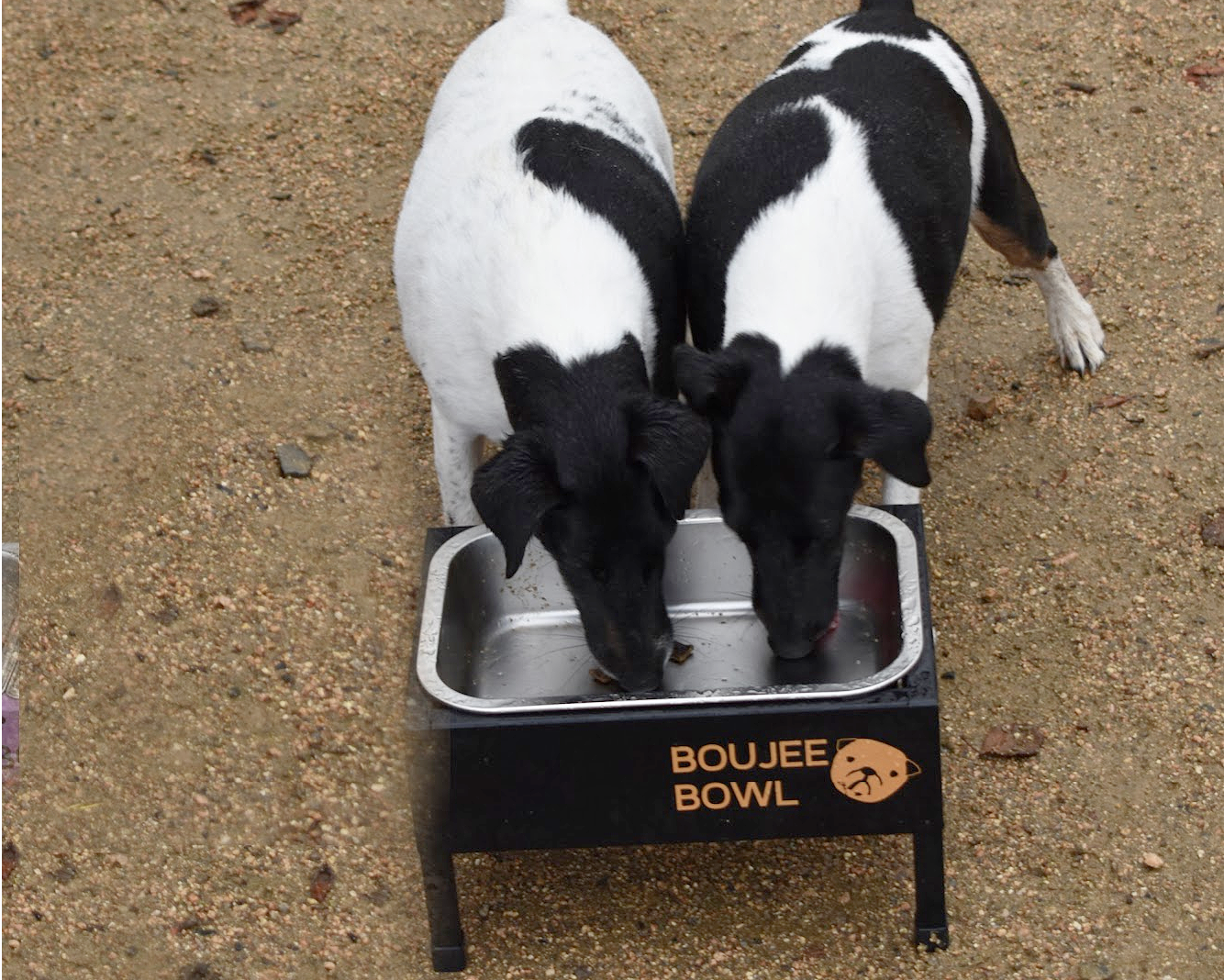 BOUJEE BOWL For Big Dogs